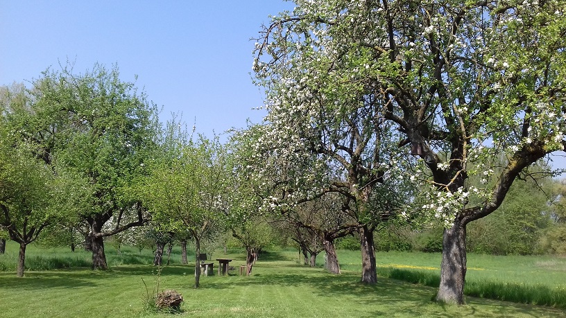 Wiese dgr_03.jpg